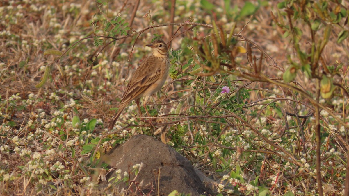 linduška úhorní - ML646353308