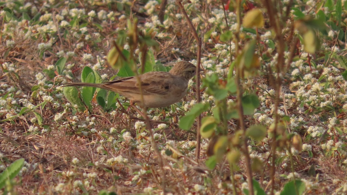 linduška úhorní - ML646353309