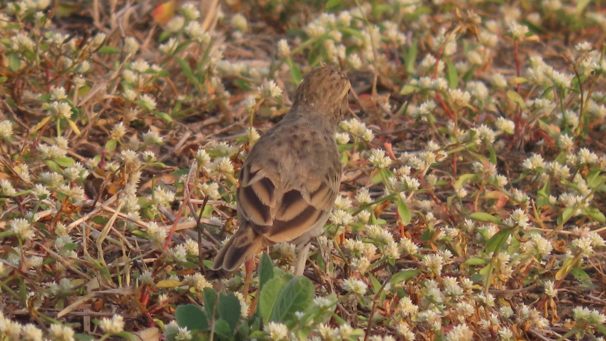 linduška úhorní - ML646353310