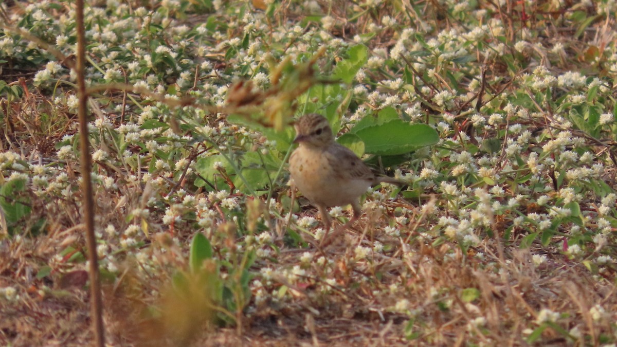 Tawny Pipit - ML646353311