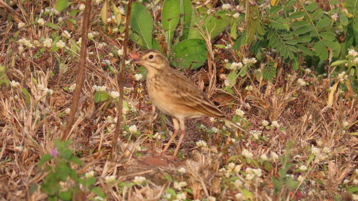 linduška úhorní - ML646353312