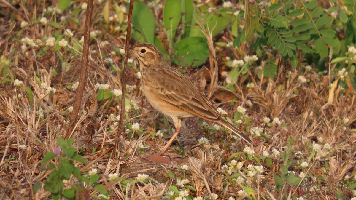 linduška úhorní - ML646353313