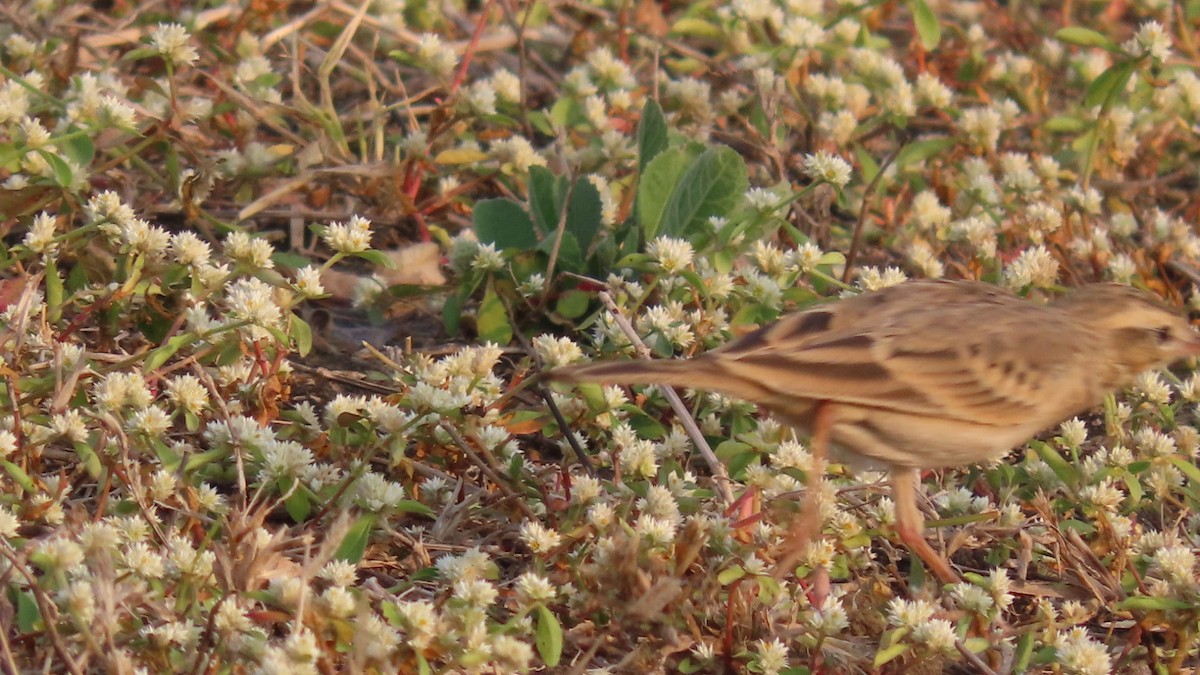 linduška úhorní - ML646353314