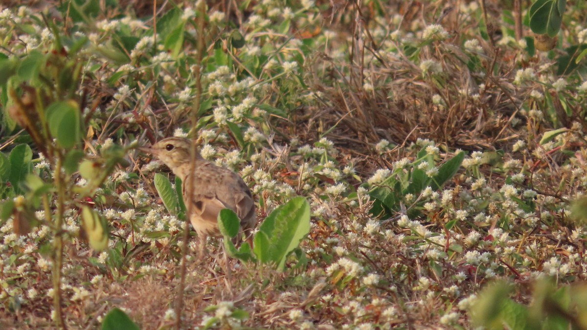 linduška úhorní - ML646353315