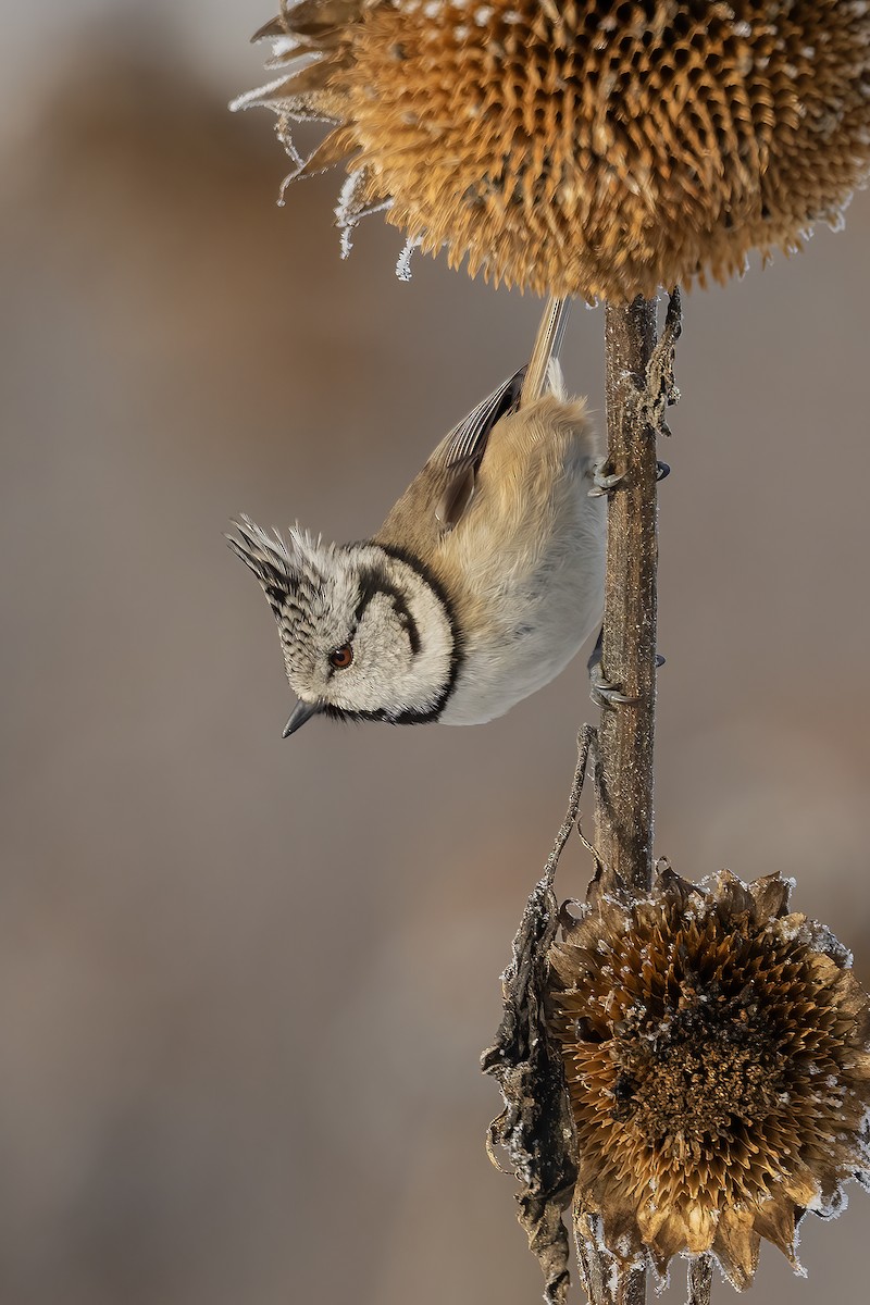 Crested Tit - ML646353322