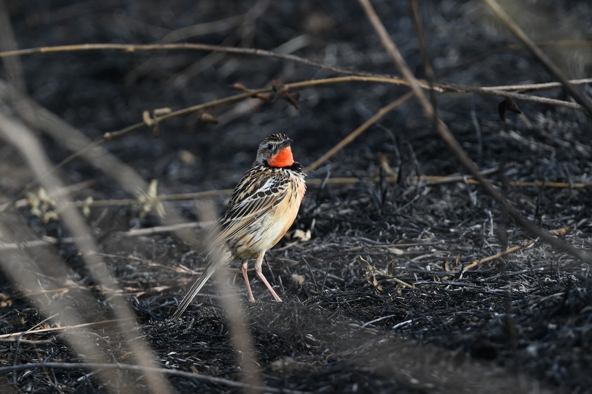Rosy-throated Longclaw - ML646353323