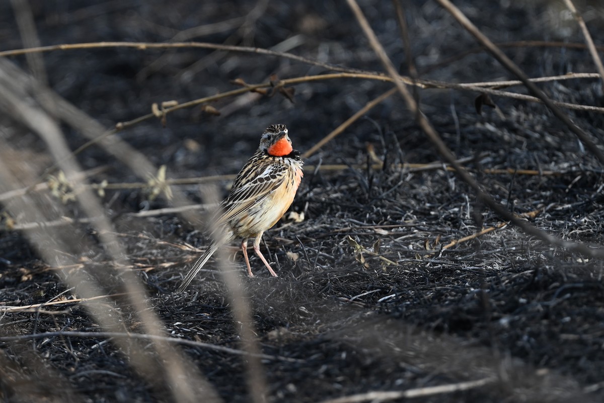 Rosy-throated Longclaw - ML646353324