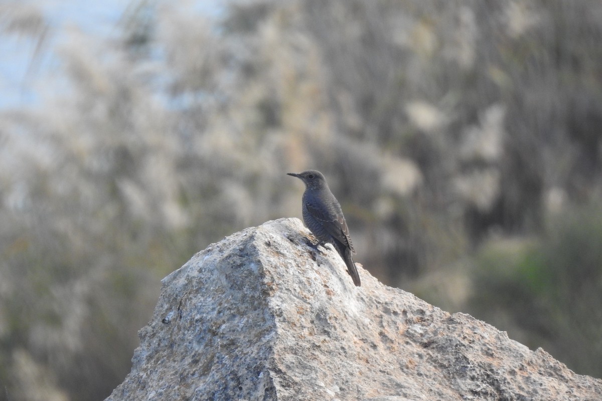 Blue Rock-Thrush - ML646353327