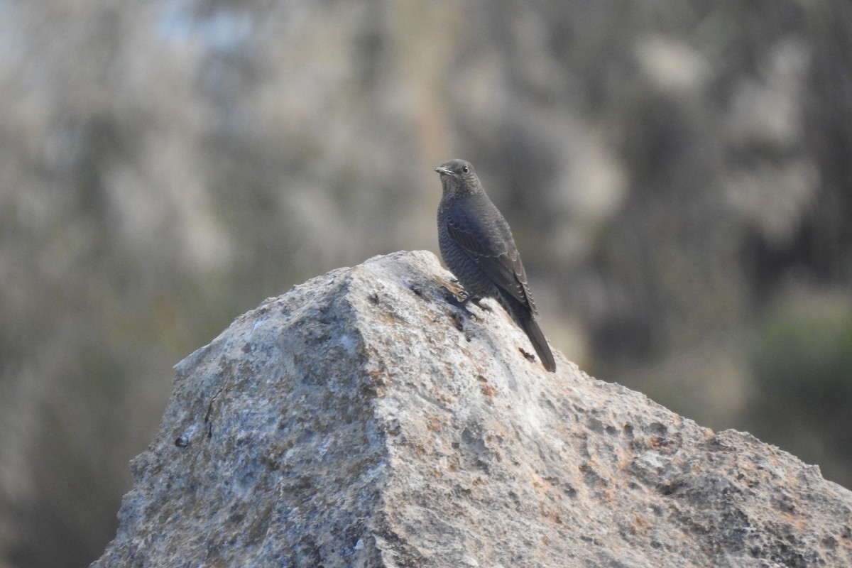 Blue Rock-Thrush - ML646353328