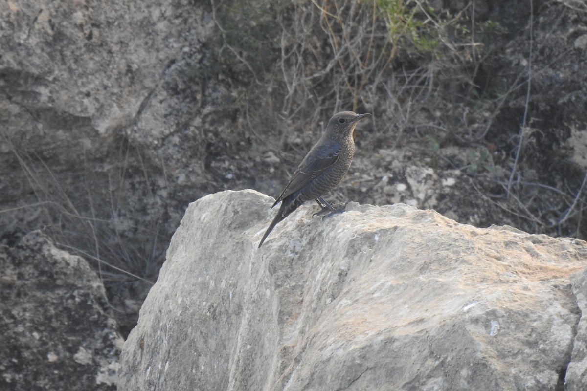 Blue Rock-Thrush - ML646353333