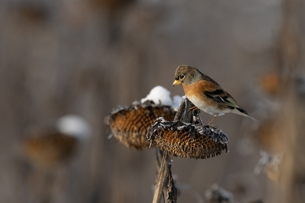Brambling - ML646353336