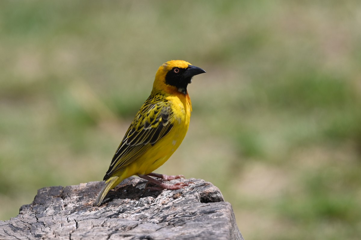 Speke's Weaver - ML646353337