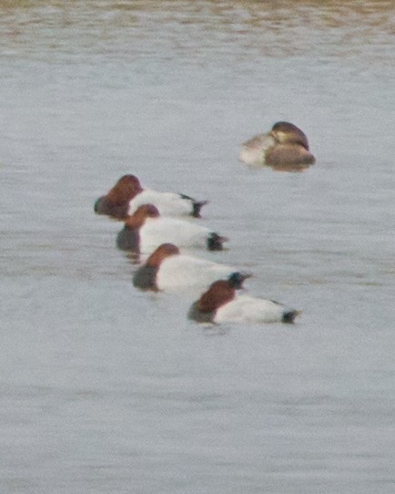 polák velký - ML646353339