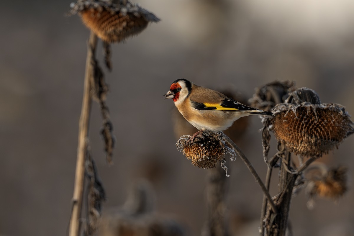 European Goldfinch - ML646353340