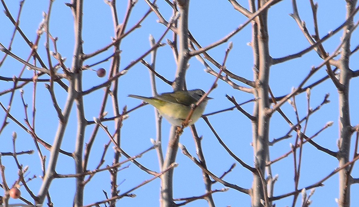 Orange-crowned Warbler - ML646353342
