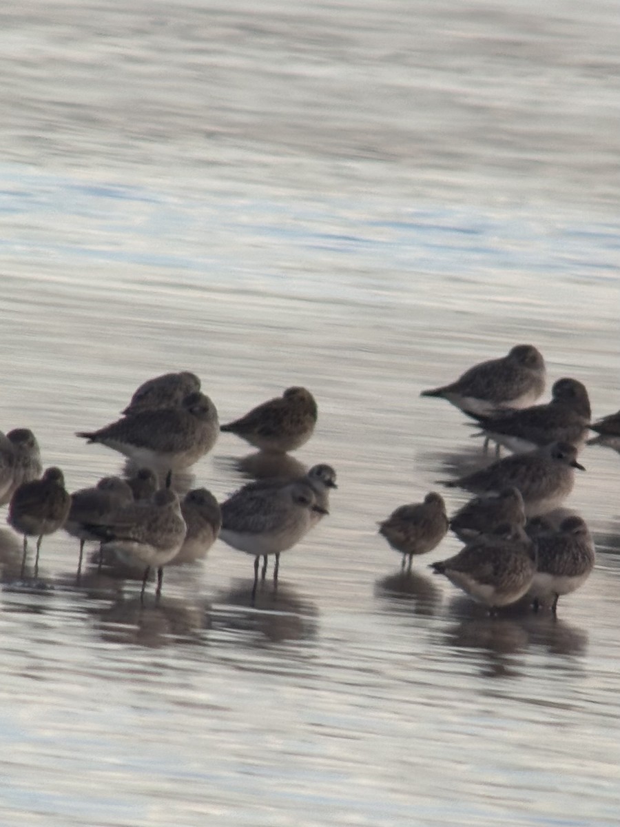 Pacific Golden-Plover - ML646353344