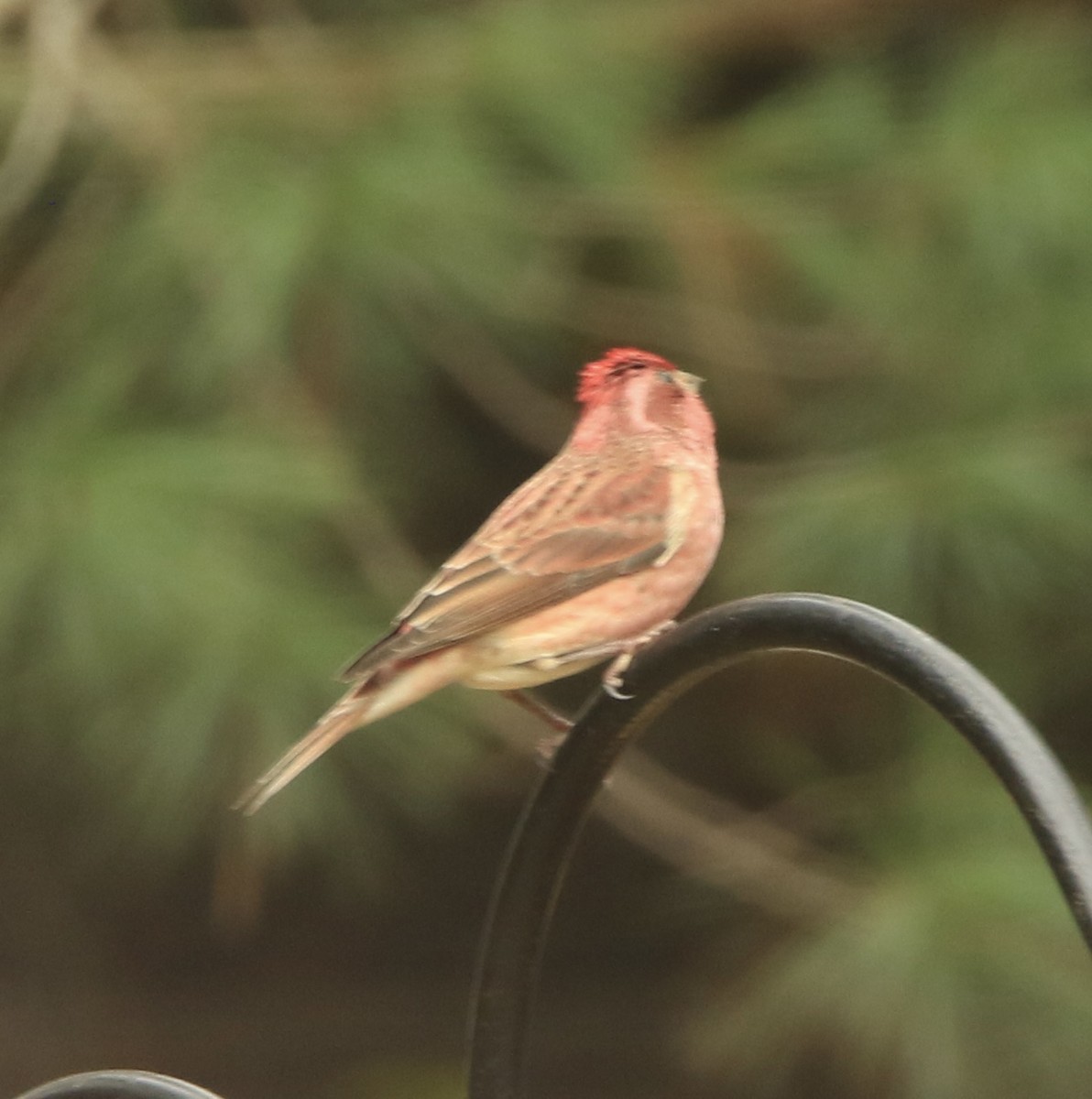 Purple Finch - ML646353350