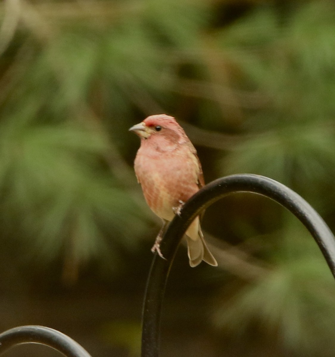 Purple Finch - ML646353351