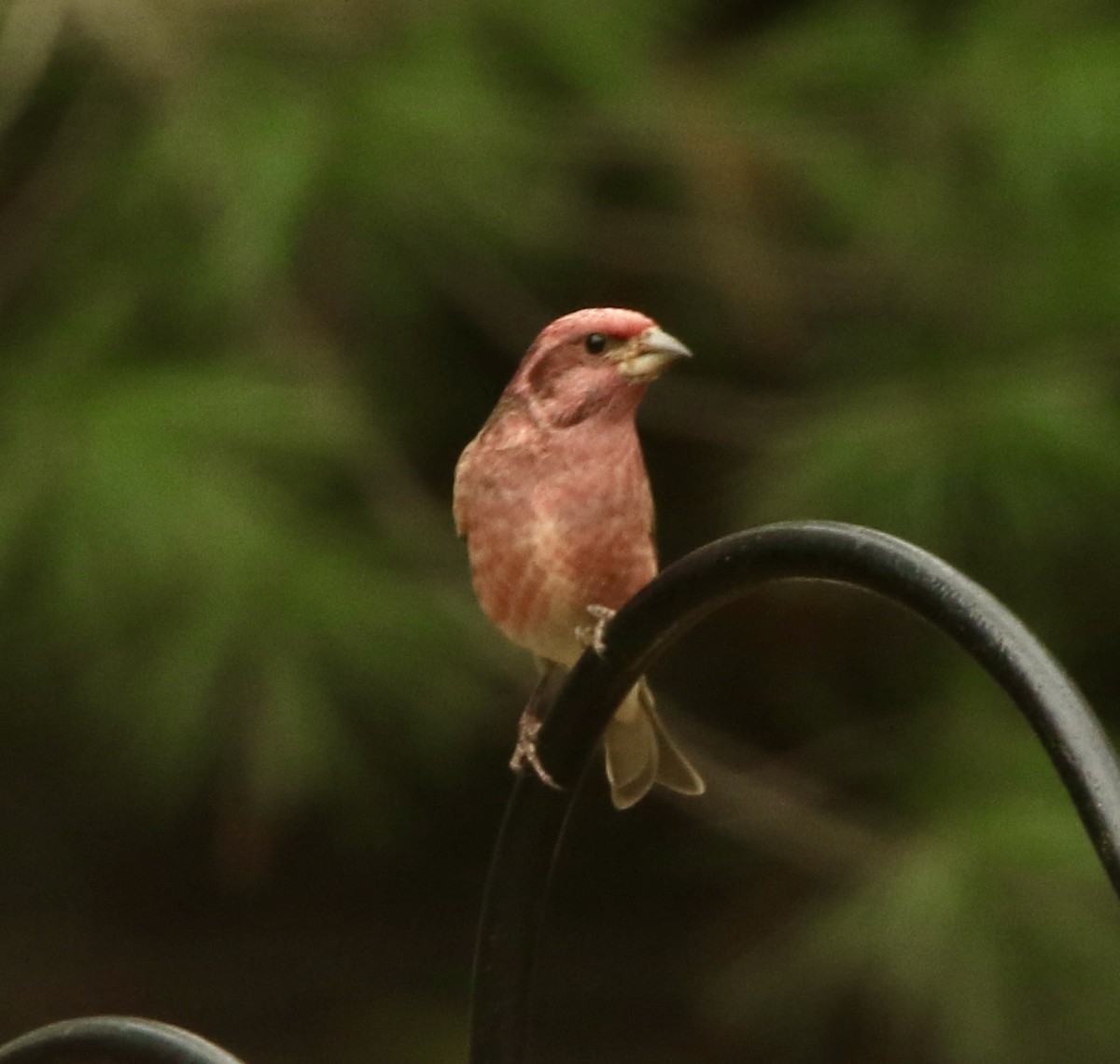 Purple Finch - ML646353352