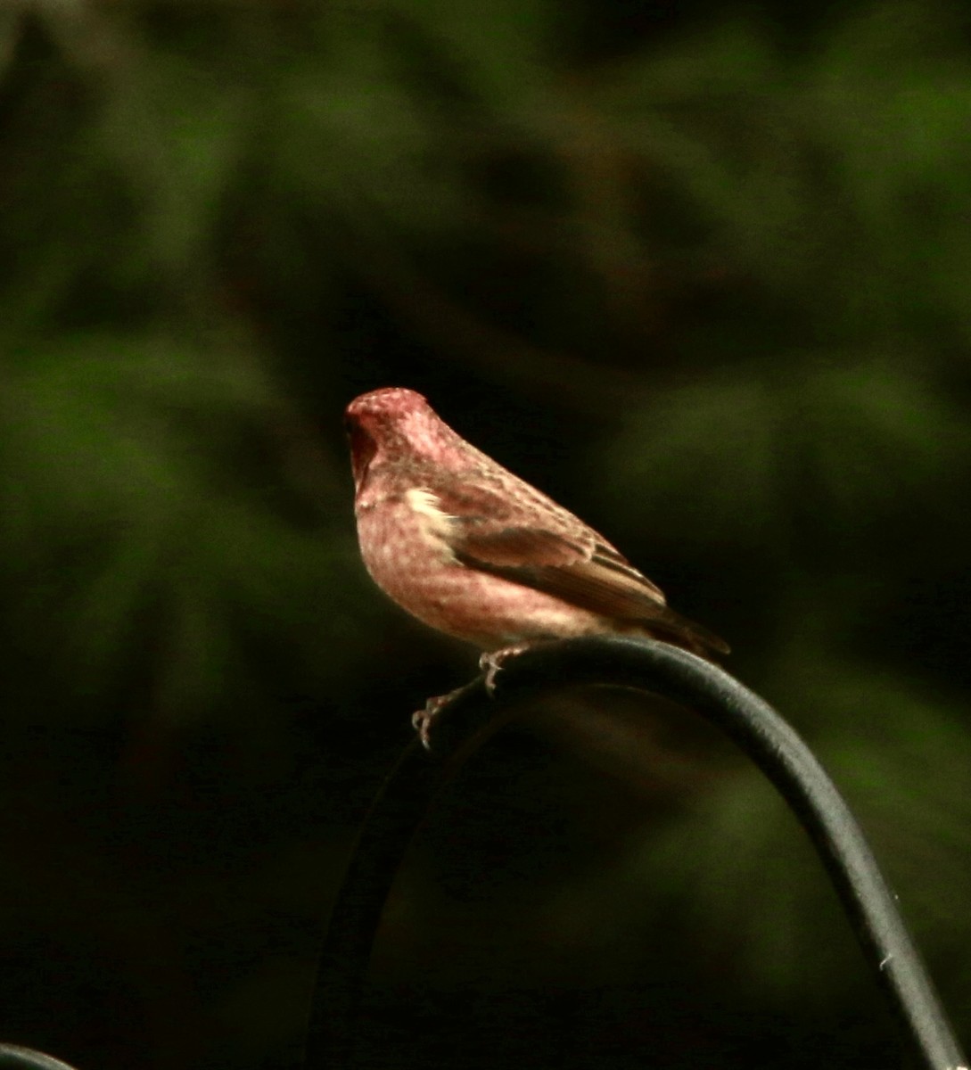 Purple Finch - ML646353354