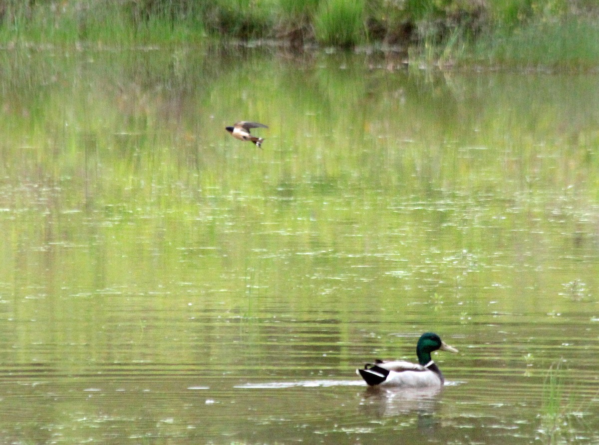 Barn Swallow - ML646353361