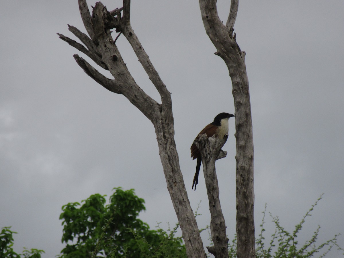 Burchell's Coucal - ML646353363