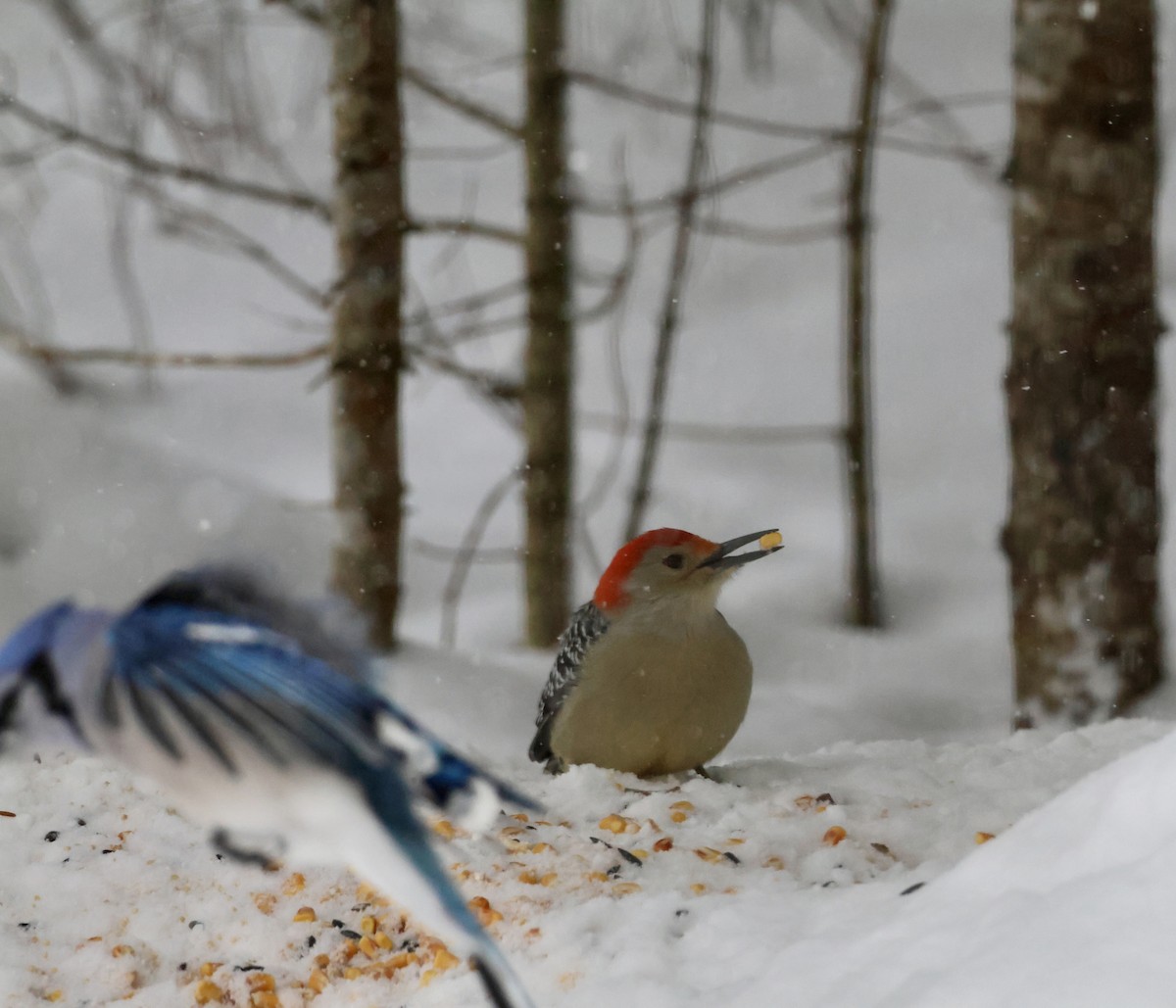 Pic à ventre roux - ML646353368