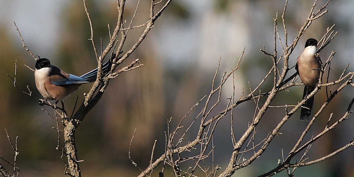 Iberian Magpie - ML646353369