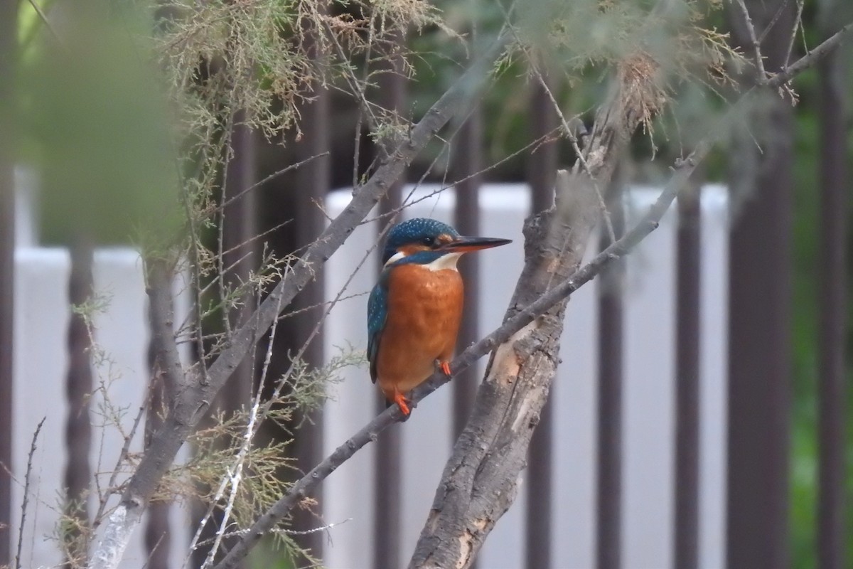 Common Kingfisher - ML646353370