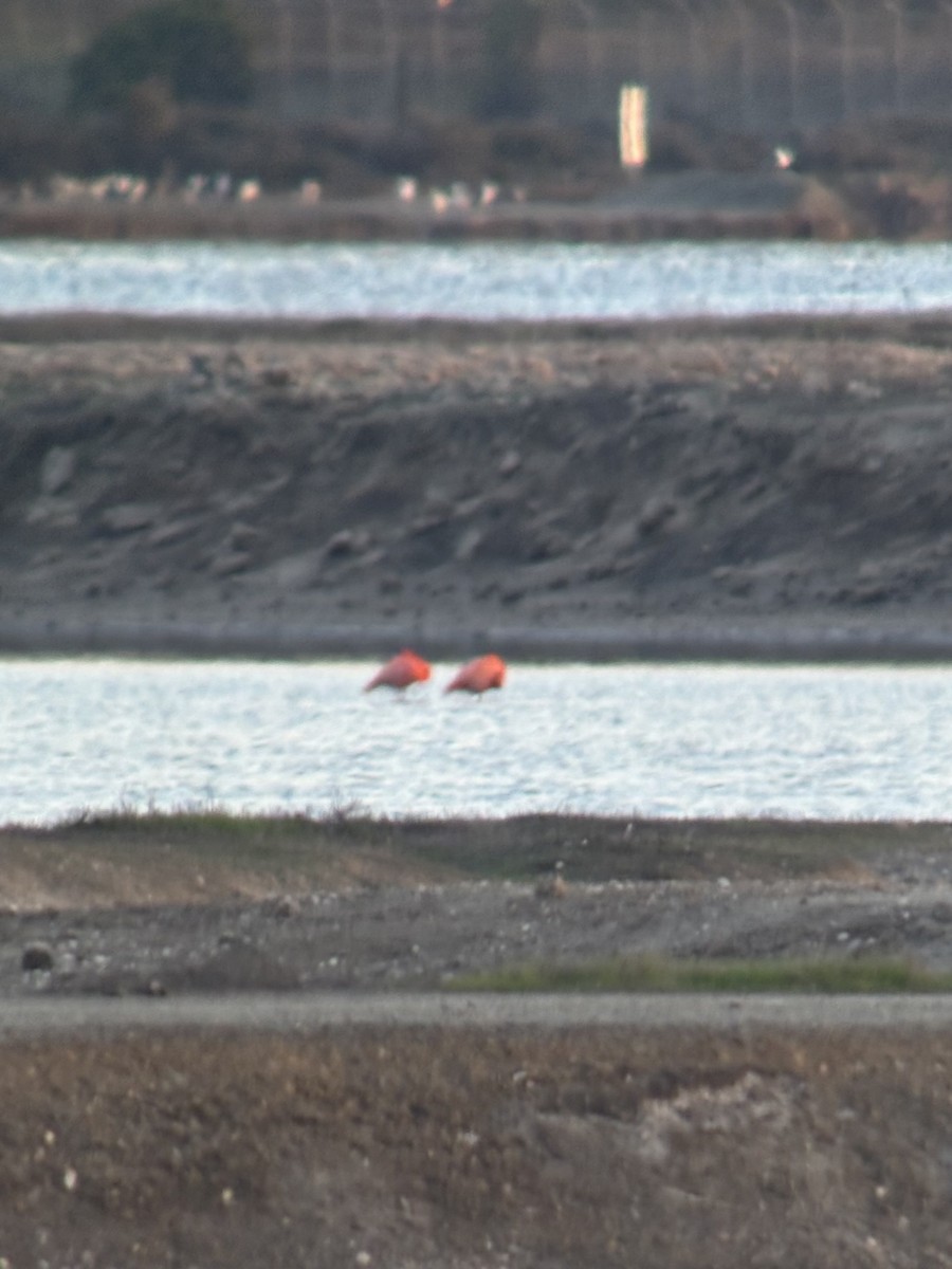 Flamenco Rojo - ML646353371