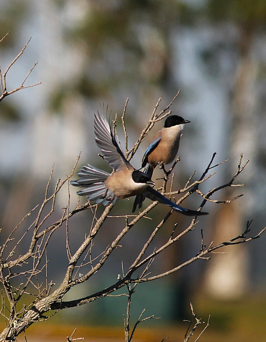 Iberian Magpie - ML646353372