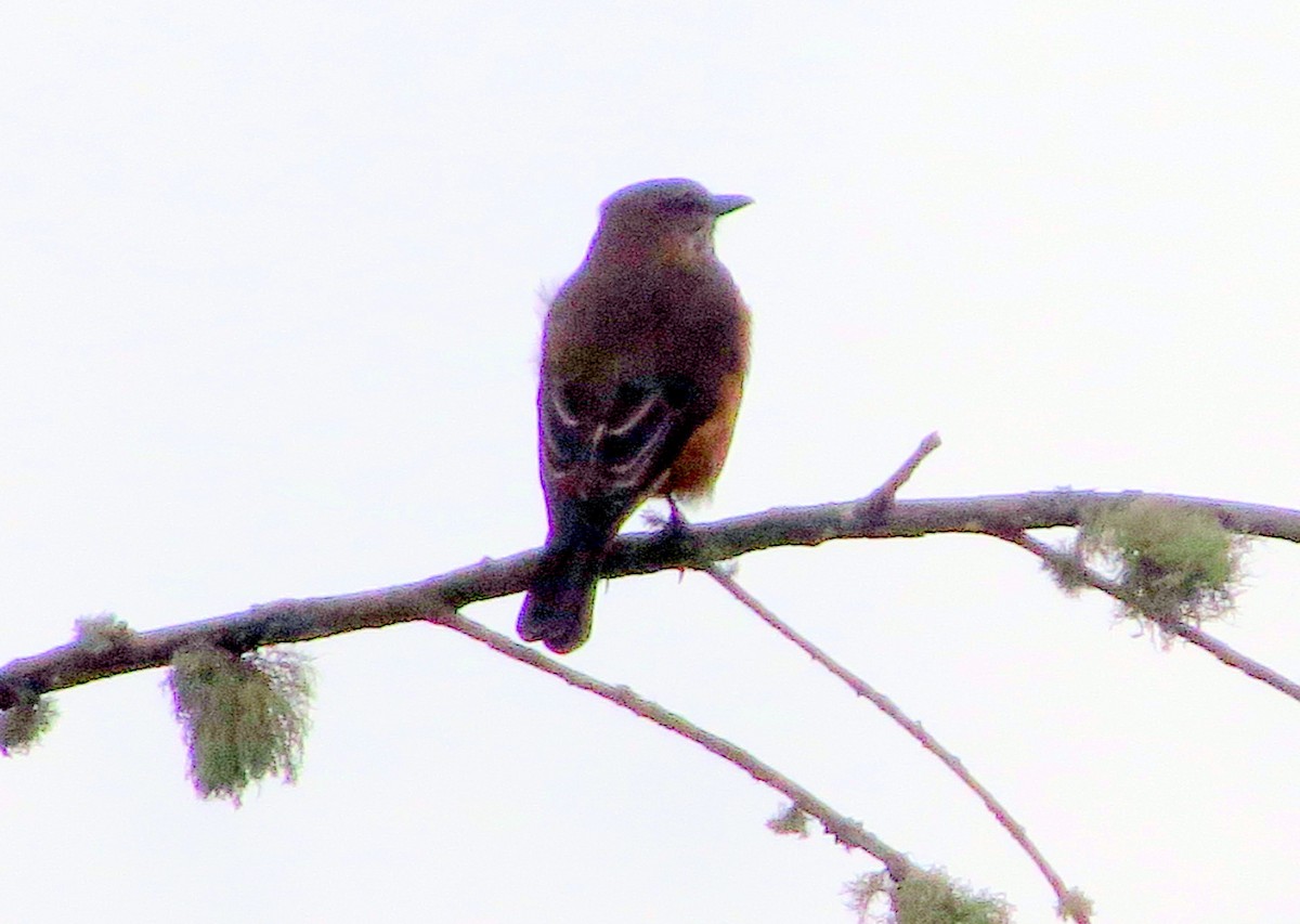 Streak-throated Bush-Tyrant - ML646353373