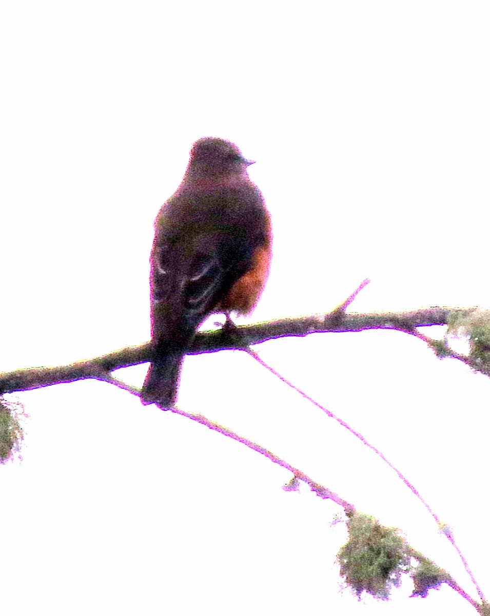 Streak-throated Bush-Tyrant - ML646353374