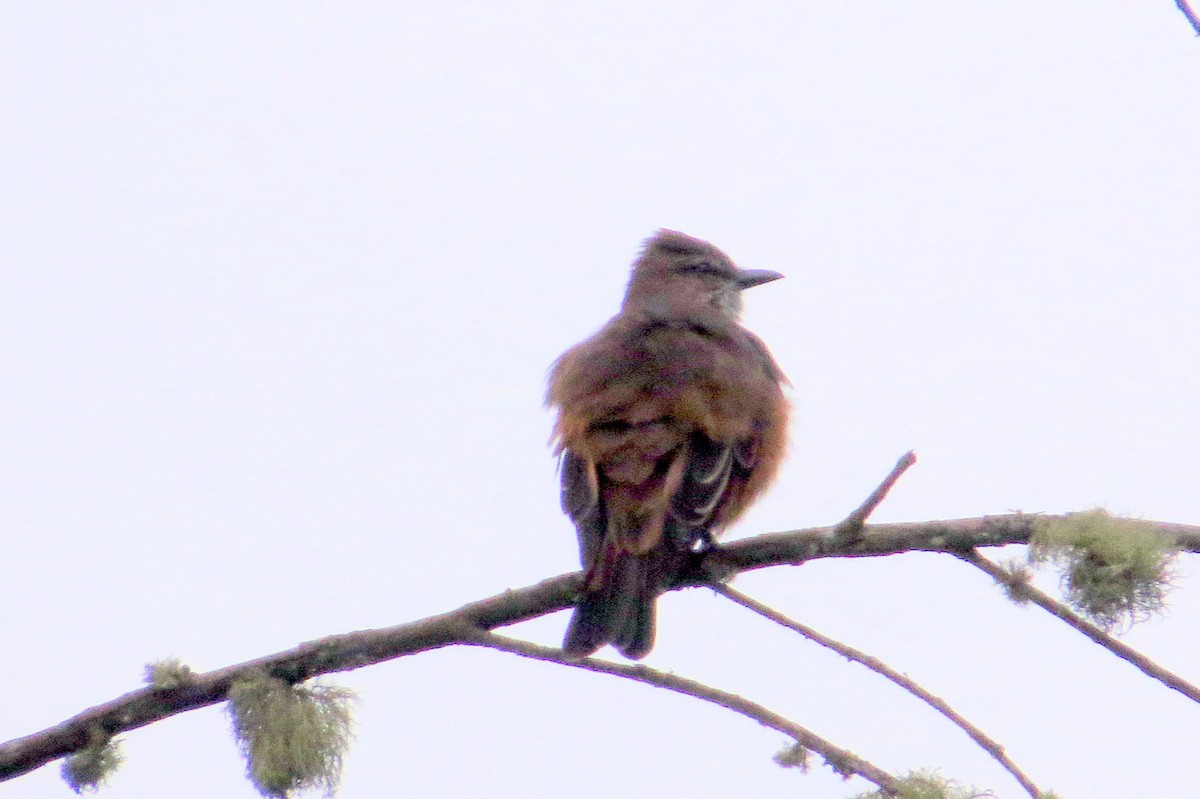 Streak-throated Bush-Tyrant - ML646353375