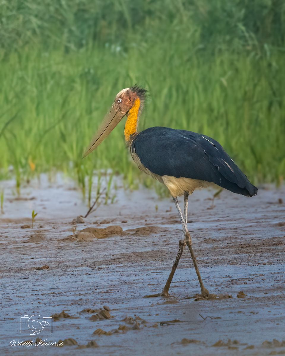Lesser Adjutant - ML646353381