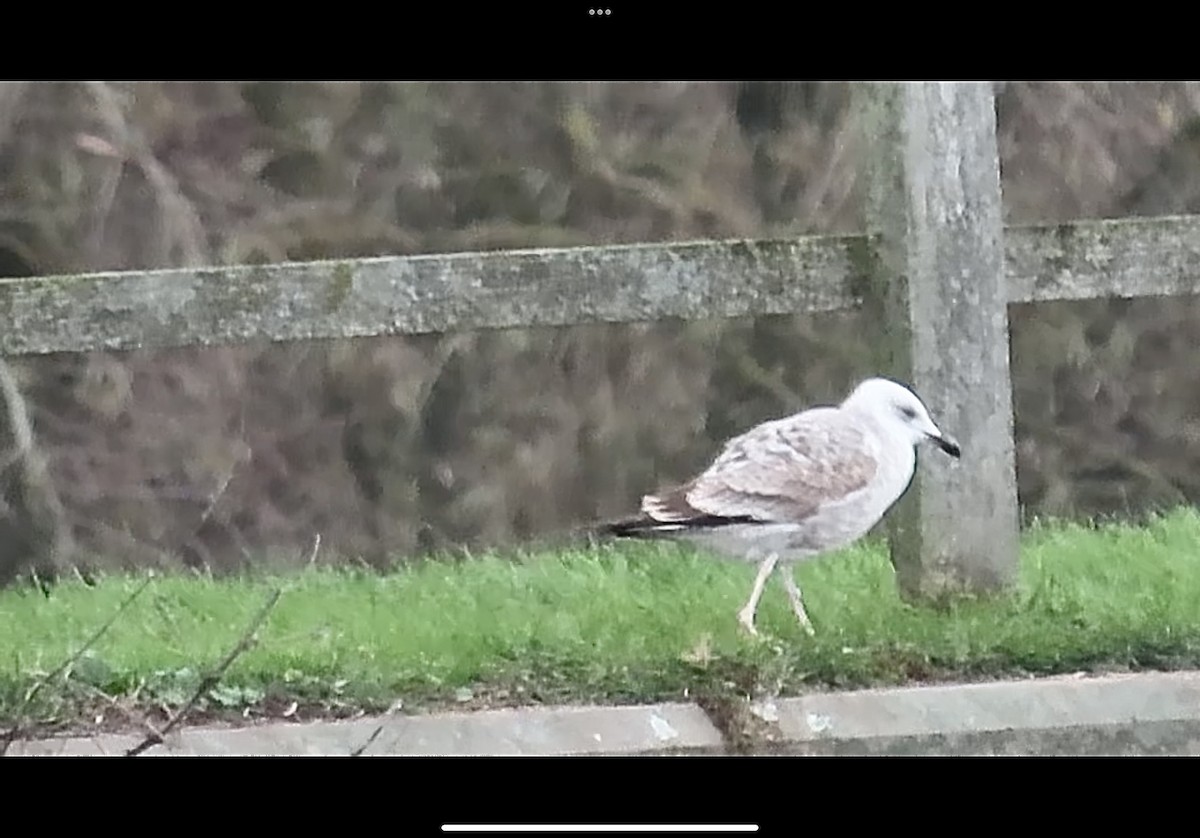 Caspian Gull - ML646353382