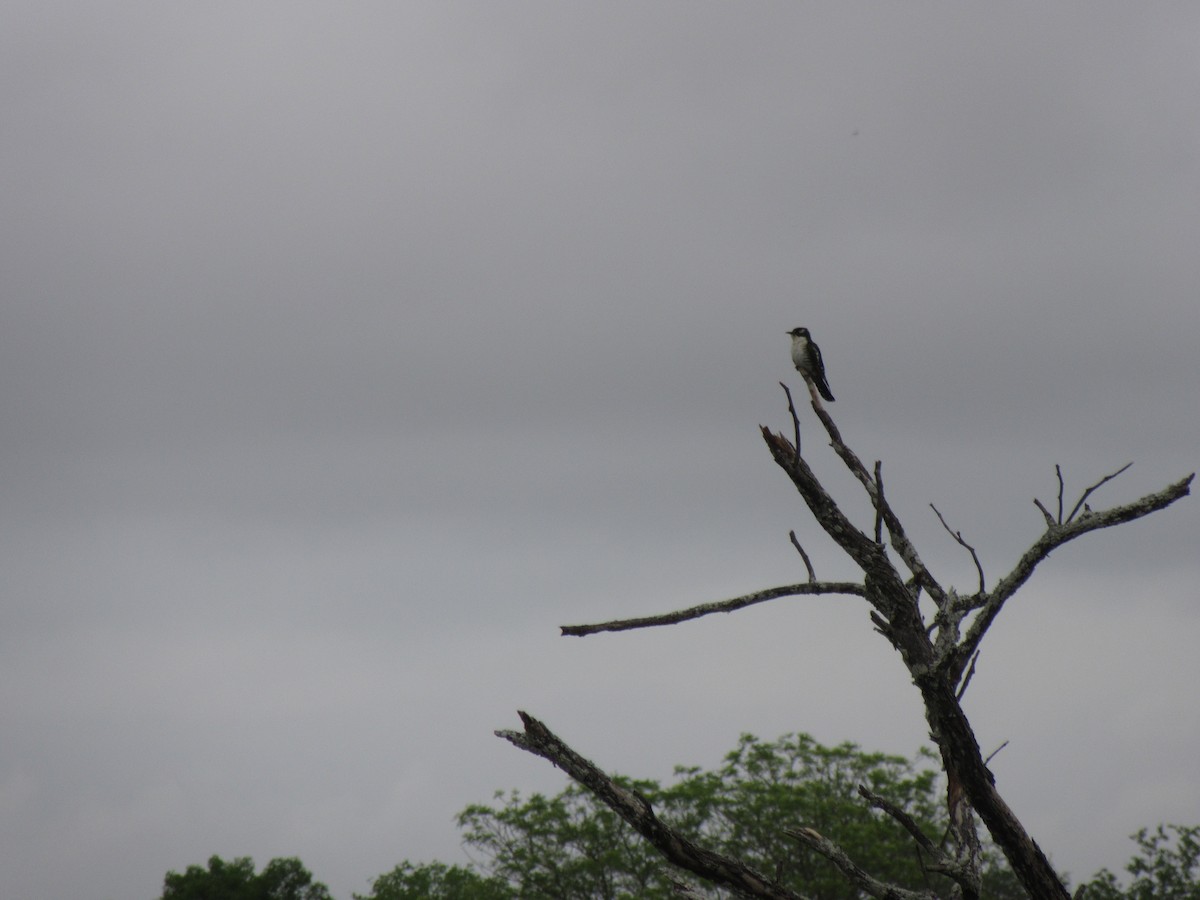 Dideric Cuckoo - ML646353390