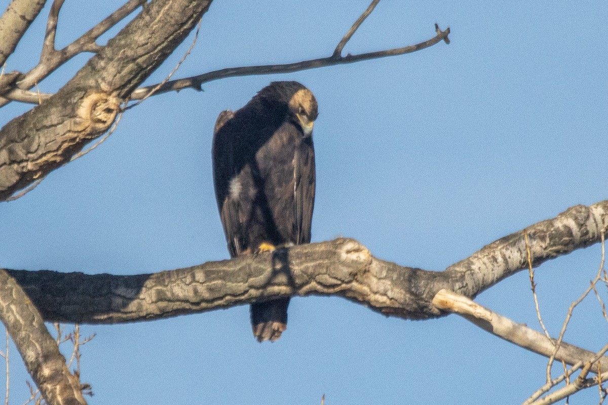 Imperial Eagle - ML646353393