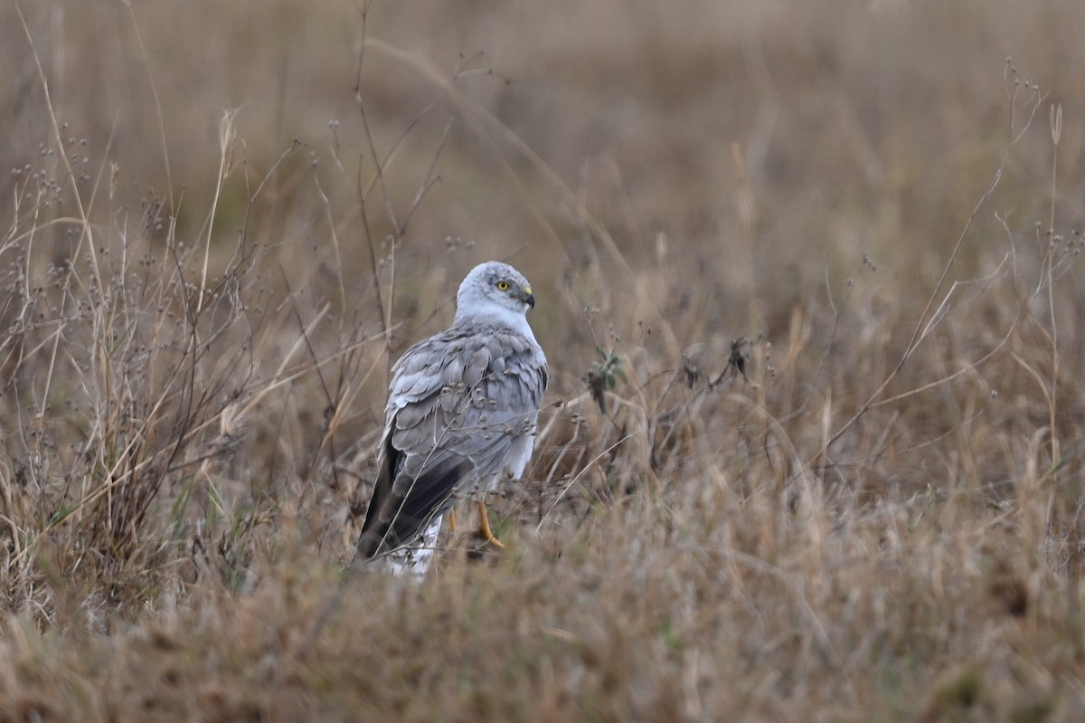 Pallid Harrier - ML646353398