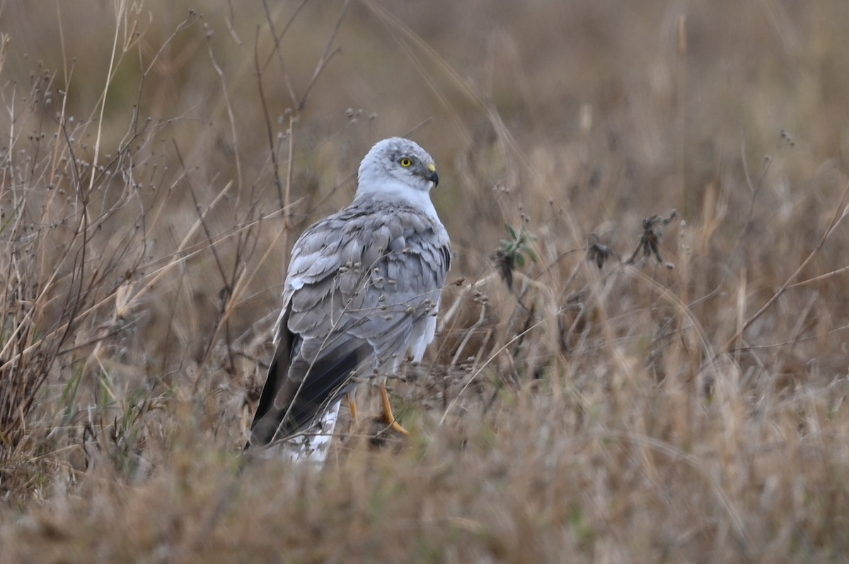 Pallid Harrier - ML646353399