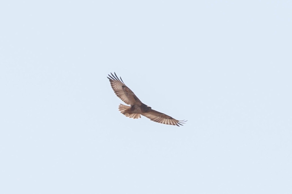 Forest Buzzard - ML646353402