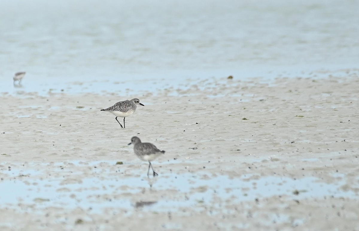 Pivieressa - ML646353405