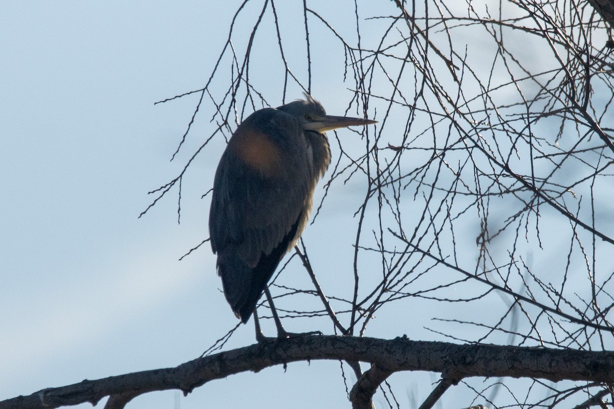 Gray Heron - ML646353407