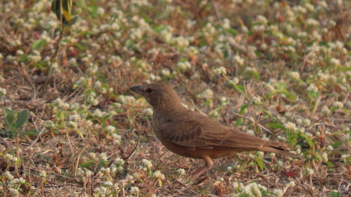 Rufous-tailed Lark - ML646353409