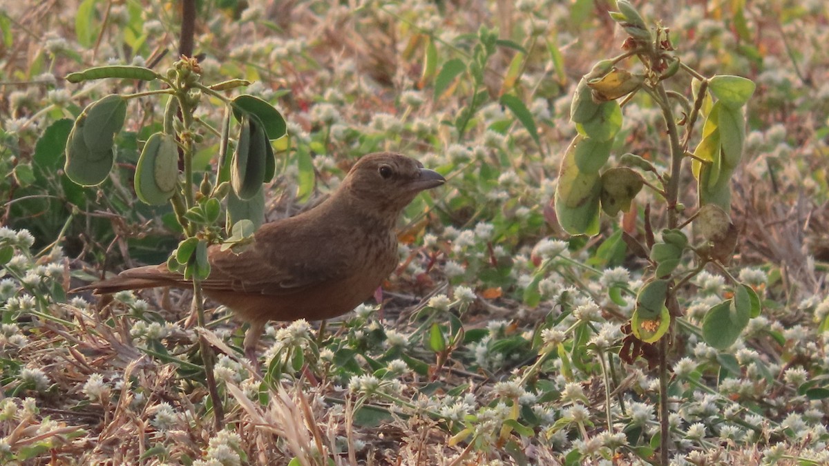Rufous-tailed Lark - ML646353410