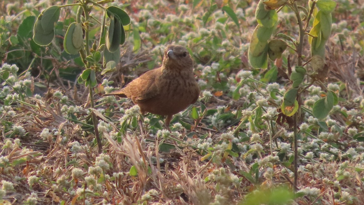 Rufous-tailed Lark - ML646353411