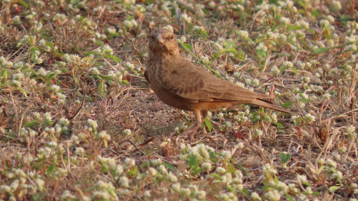 Rufous-tailed Lark - ML646353412