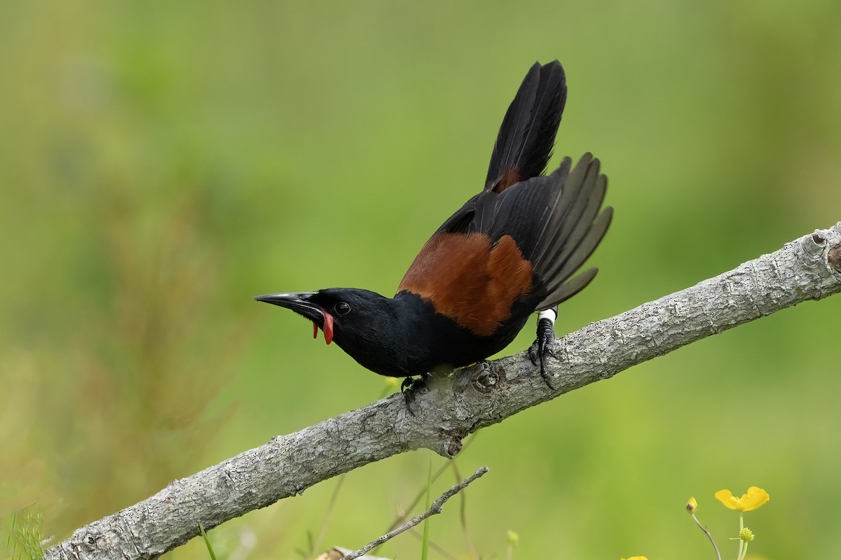 North Island Saddleback - ML646353420