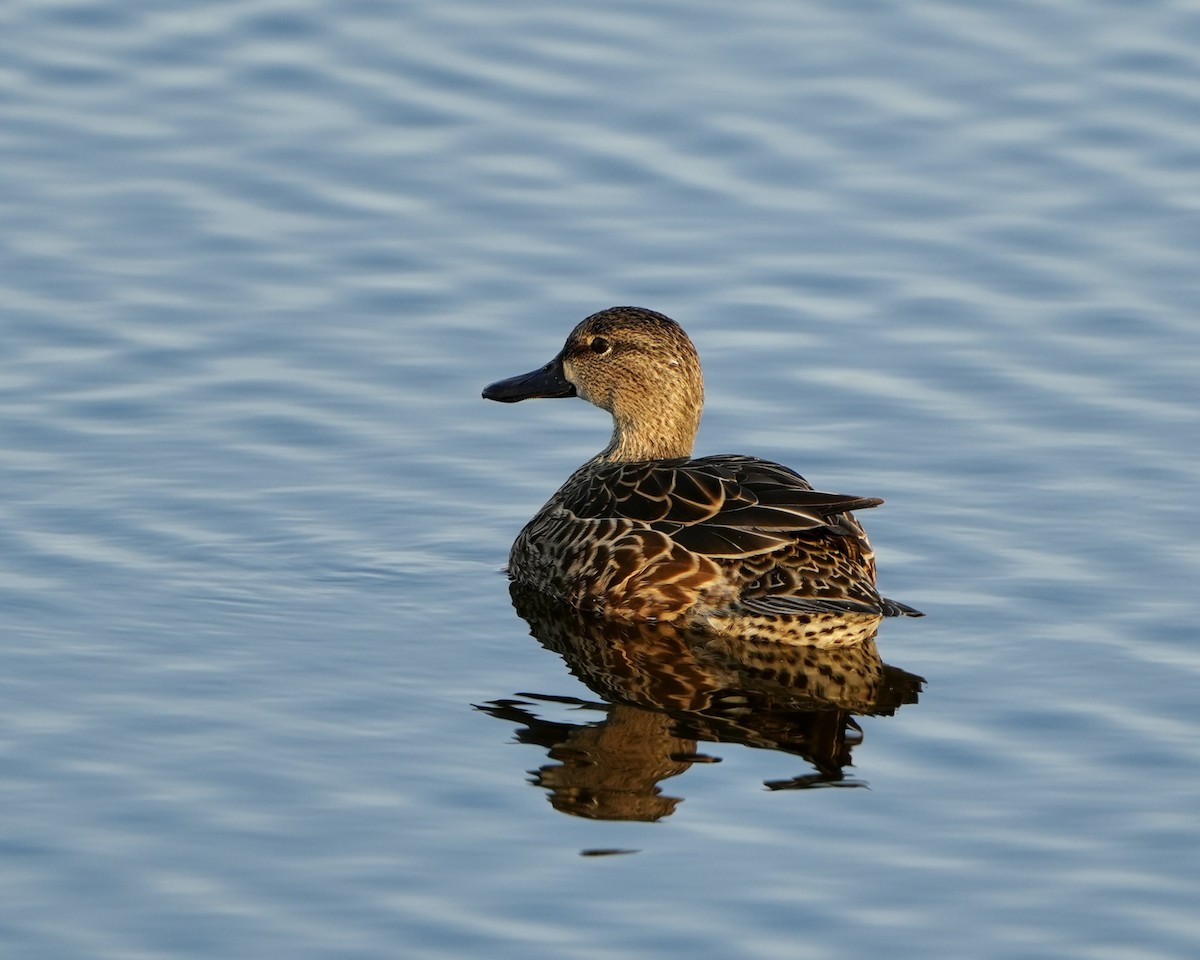 Blue-winged Teal - ML646353421