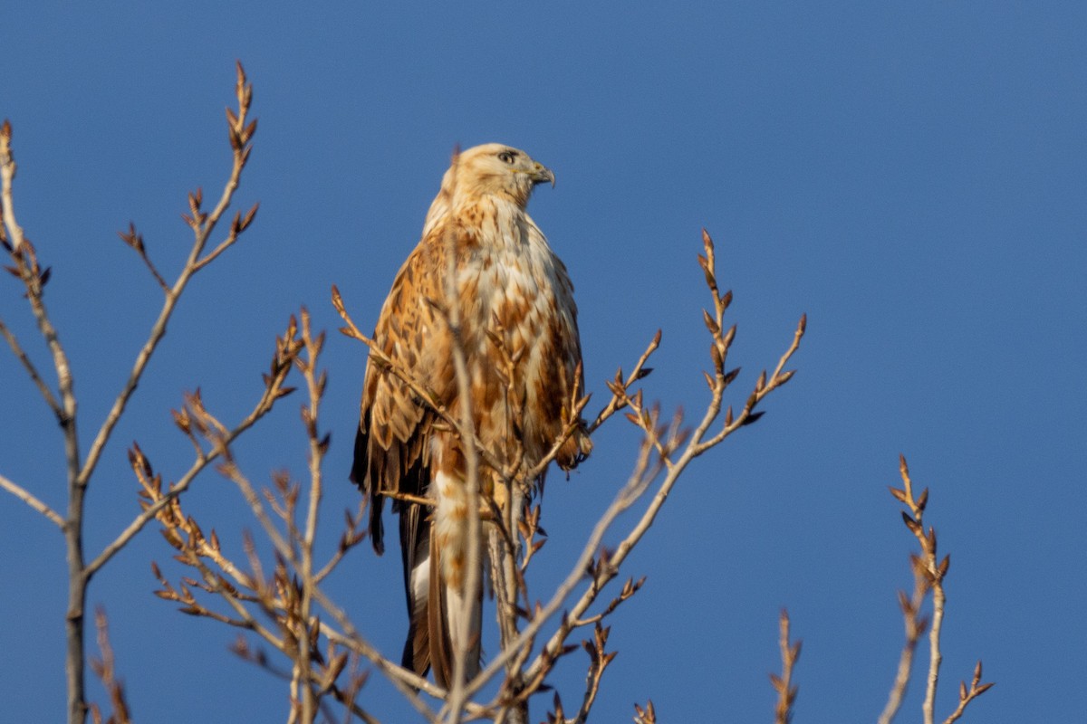 Long-legged Buzzard - ML646353423